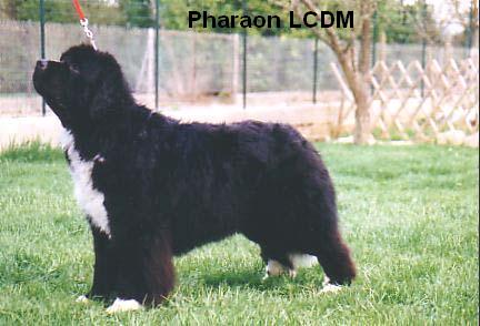 Pharaon de la contree du milieu