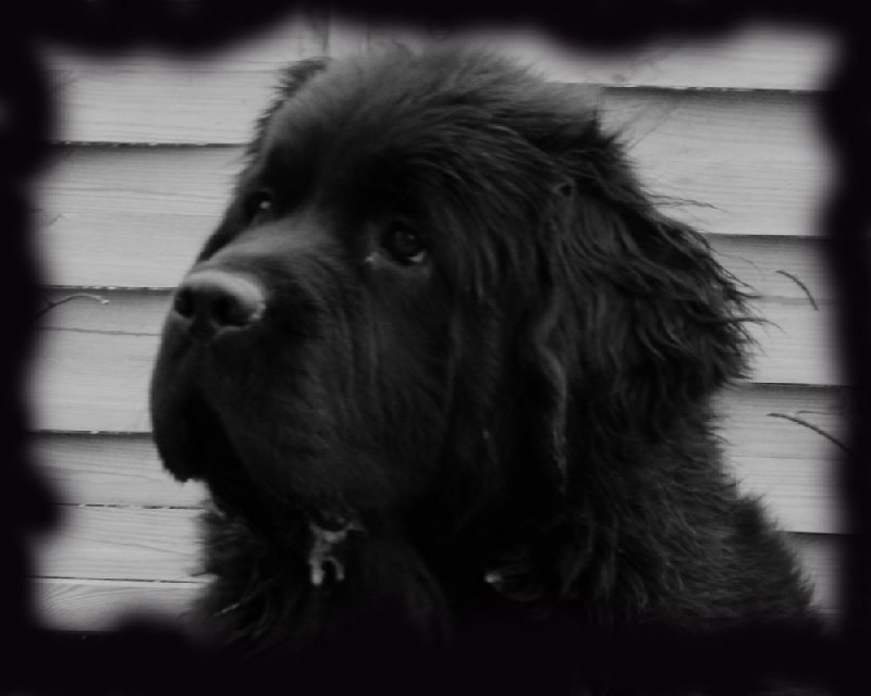 Fetwyn-chetan dite chetan de la contree du milieu