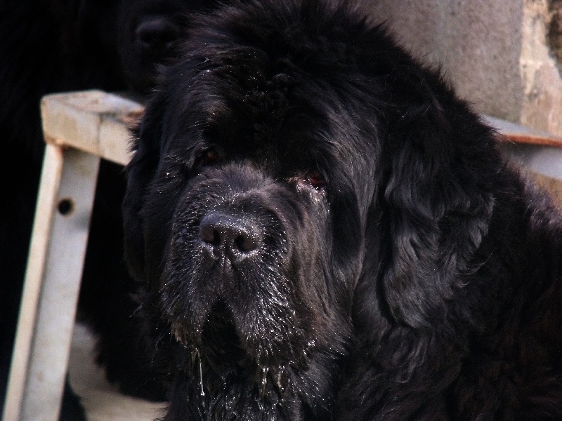 Caubvick de la contree du milieu