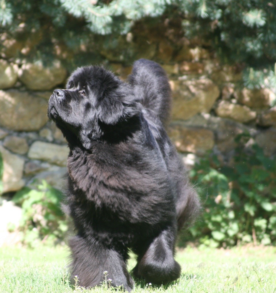 CH. Just me dite leeloo des vallons du lys