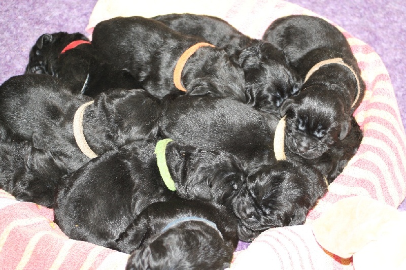 Les BB nés le 12/11/ 2016 de la naissance à 7,5 semaines!