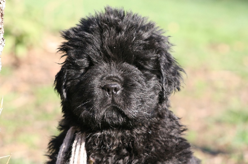 de la contree du milieu - Terre-neuve - Portée née le 12/11/2016