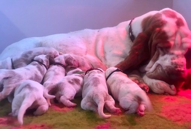de la contree du milieu - Basset Hound - Portée née le 11/05/2021
