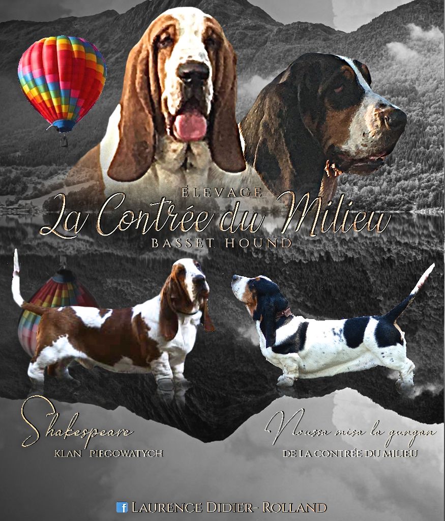 Chiot Basset Hound de la contree du milieu
