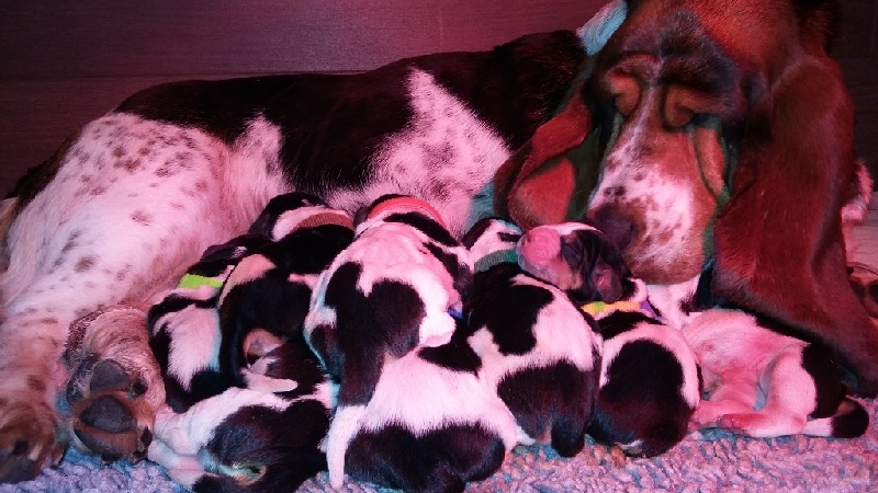 de la contree du milieu - Basset Hound - Portée née le 29/10/2015